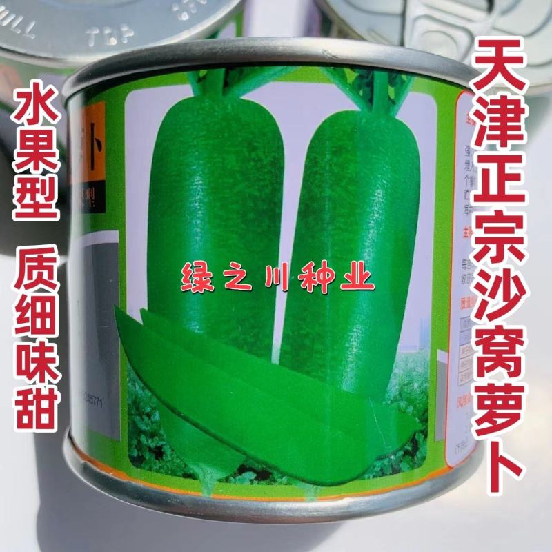 正宗天津沙窝萝卜种子肉翠绿色水果型萝卜种子甜脆味美