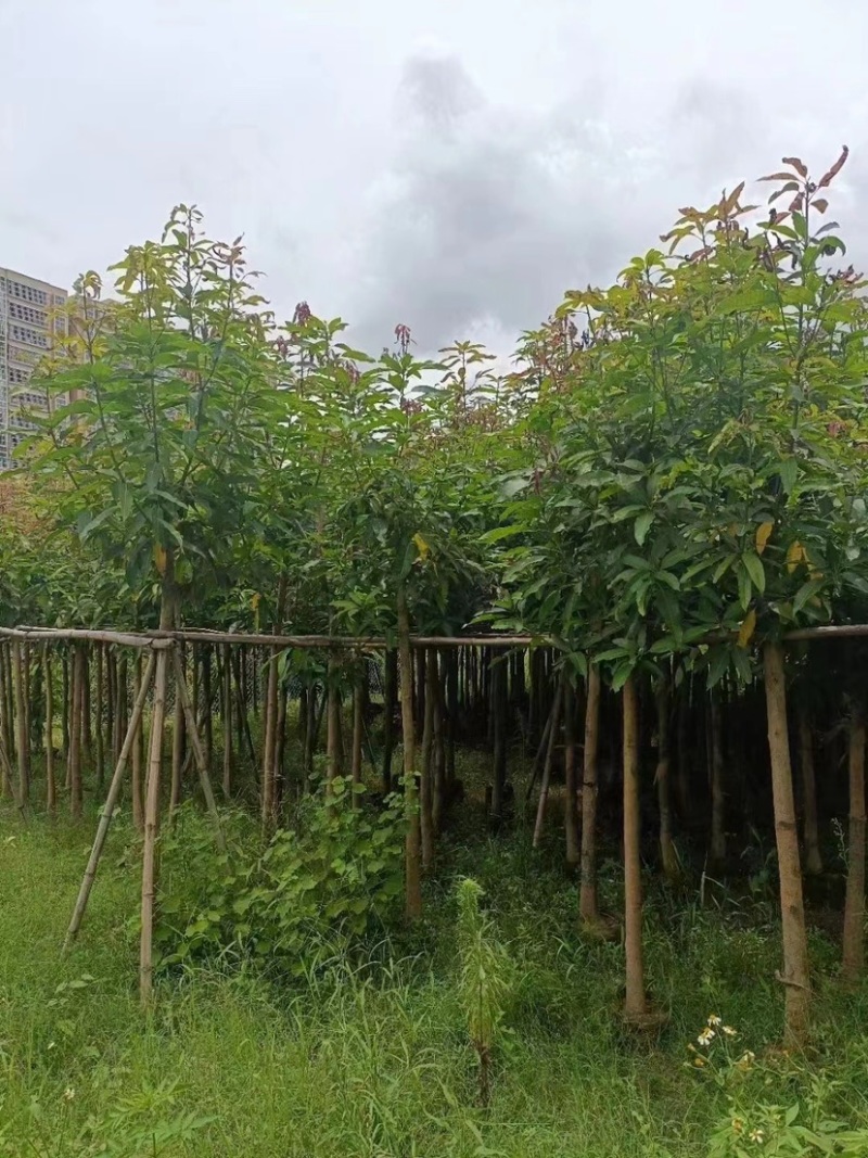 芒果树。各种规格齐全。支持视频看货欢迎联系