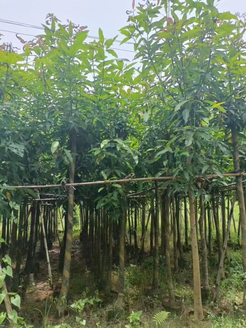 芒果树。各种规格齐全。支持视频看货欢迎联系