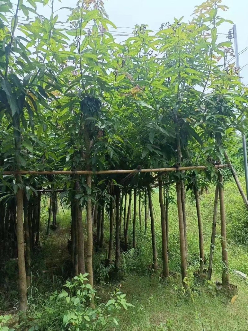芒果树。各种规格齐全。支持视频看货欢迎联系