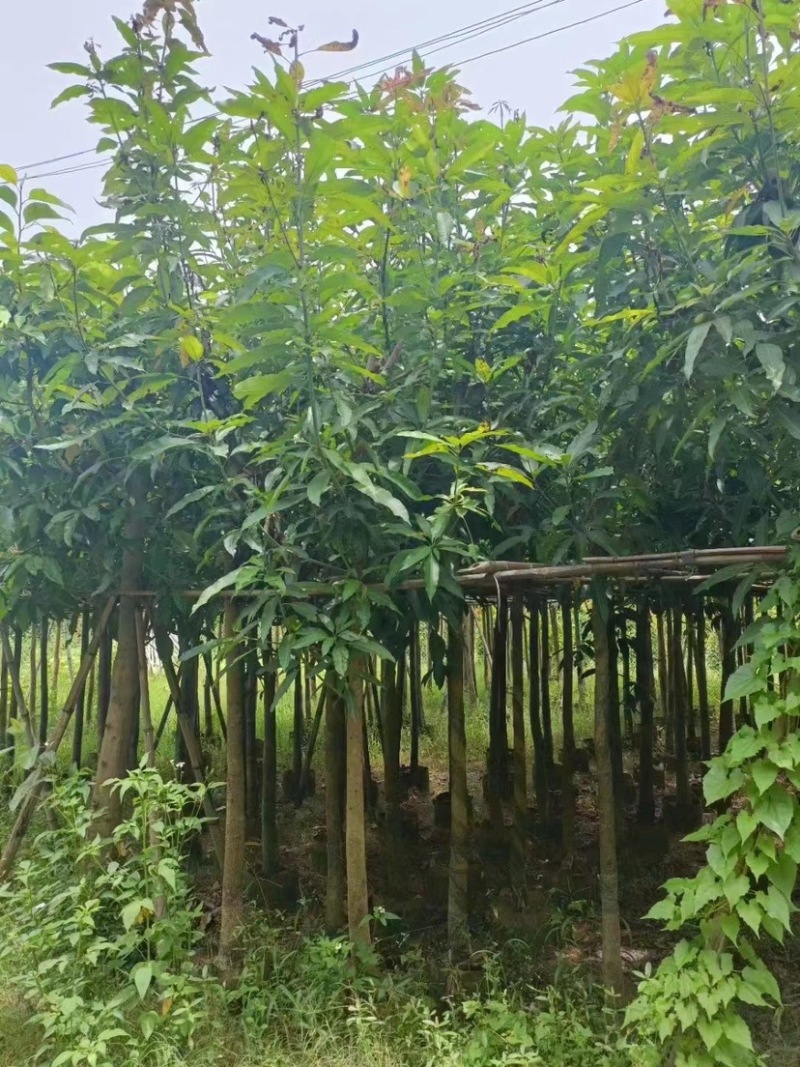 芒果树。各种规格齐全。支持视频看货欢迎联系
