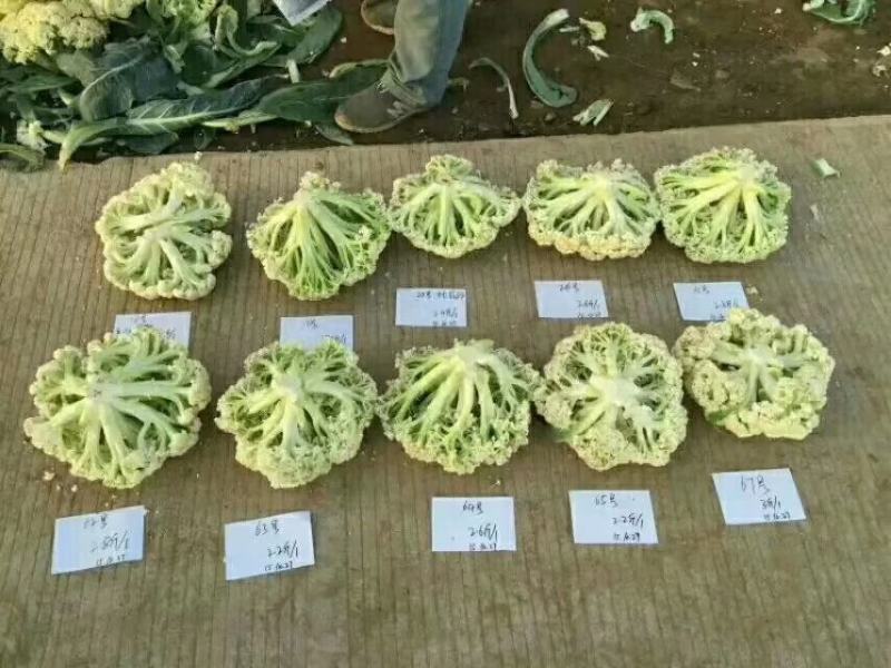 珍玉松花80青梗花菜种子松大囗感好单球重2000克商品性