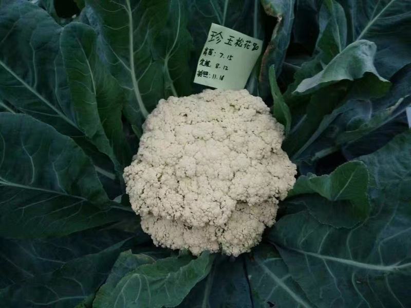 珍玉松花80青梗花菜种子松大囗感好单球重2000克商品性