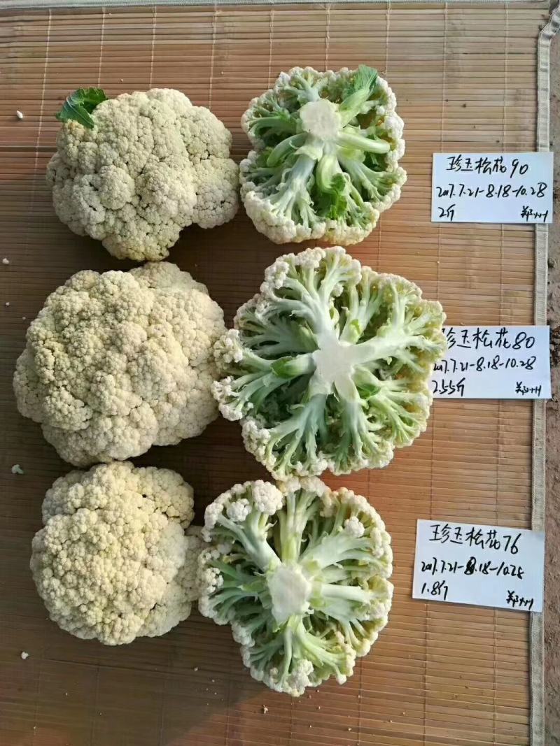 珍玉松花80青梗花菜种子松大囗感好单球重2000克商品性