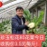 珍玉松花80青梗花菜种子松大囗感好单球重2000克商品性