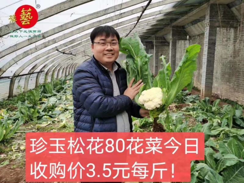 珍玉松花80青梗花菜种子松大囗感好单球重2000克商品性