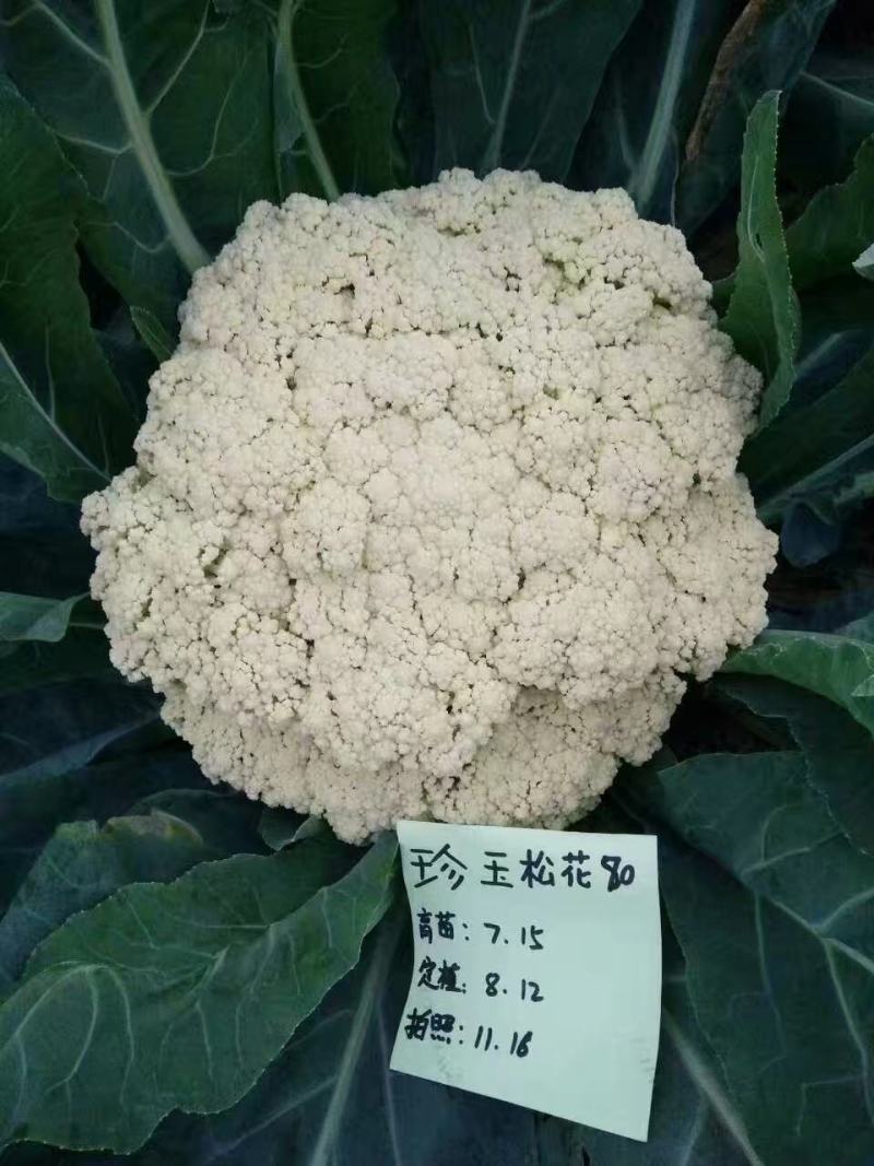 珍玉松花80青梗花菜种子松大囗感好单球重2000克商品性