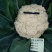 珍玉松花80青梗花菜种子松大囗感好单球重2000克商品性