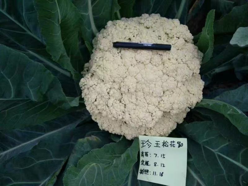 珍玉松花80青梗花菜种子松大囗感好单球重2000克商品性