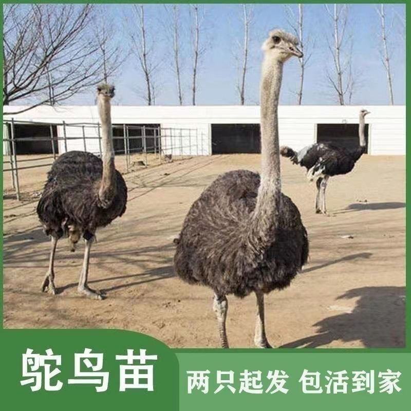 优质非洲鸵鸟幼苗，1-3个月鸵鸟苗价格便宜，提供养殖技术