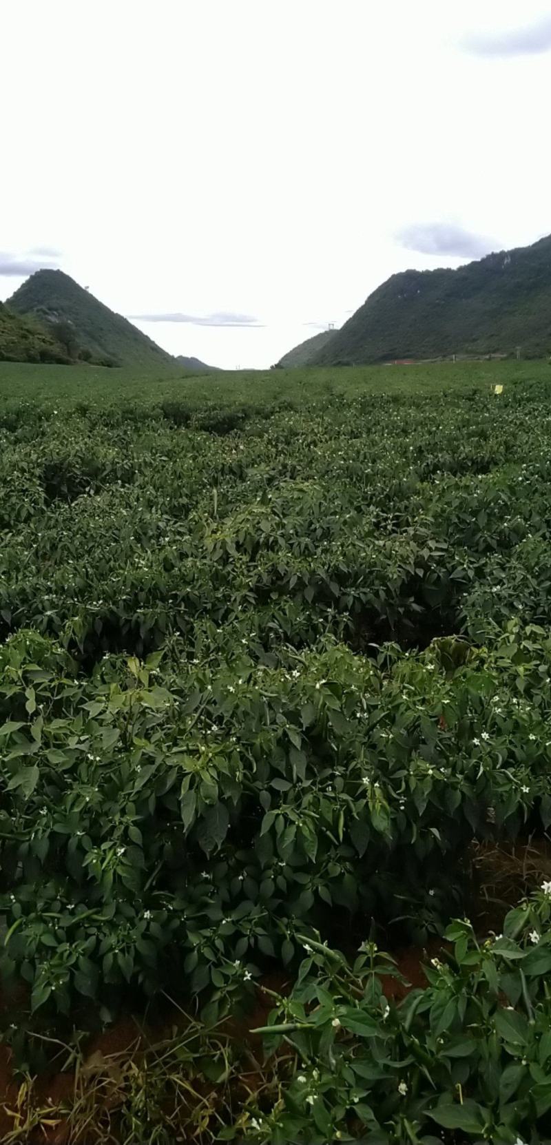 云南基地绿米椒出售，欢迎各老板前来实地认购。