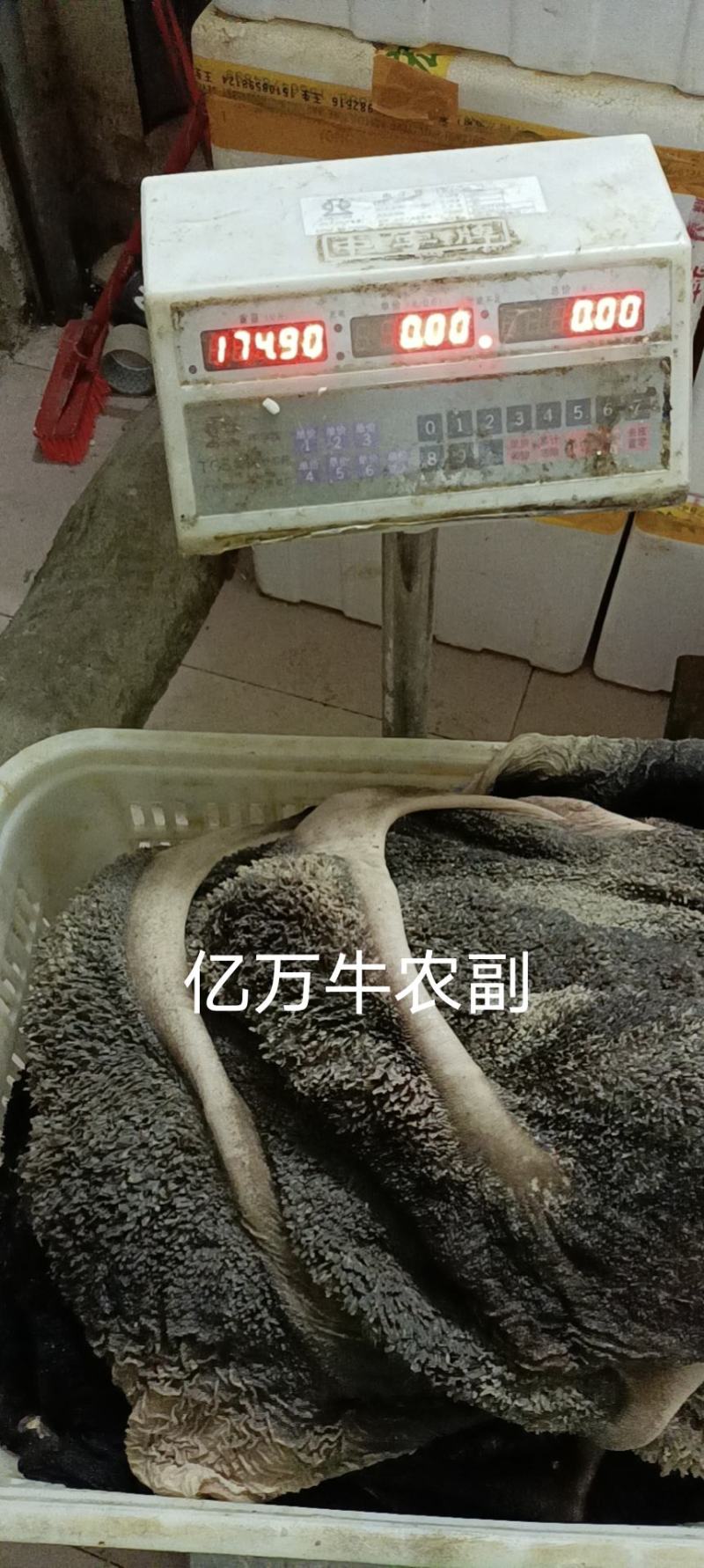 新鲜牛肚