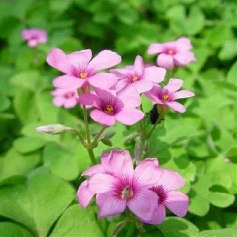 红三叶草籽，林下绿化四季草种籽果园绿肥牧草种子庭院草子种