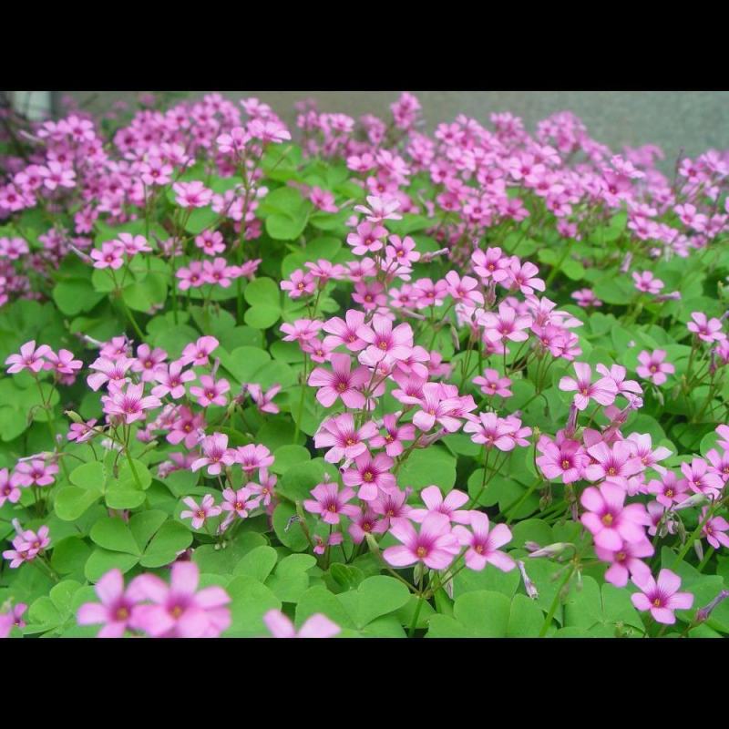 红三叶草籽，林下绿化四季草种籽果园绿肥牧草种子庭院草子种