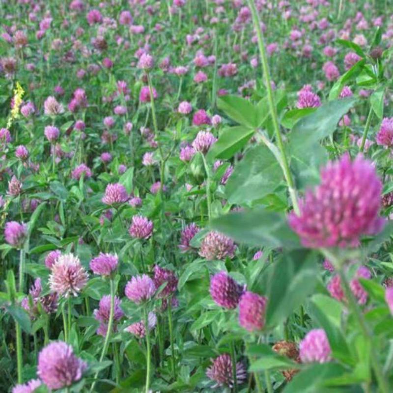 红三叶草籽，林下绿化四季草种籽果园绿肥牧草种子庭院草子种