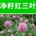 红三叶草籽，林下绿化四季草种籽果园绿肥牧草种子庭院草子种