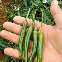 云南基地绿米椒出售，欢迎各老板前来实地认购。