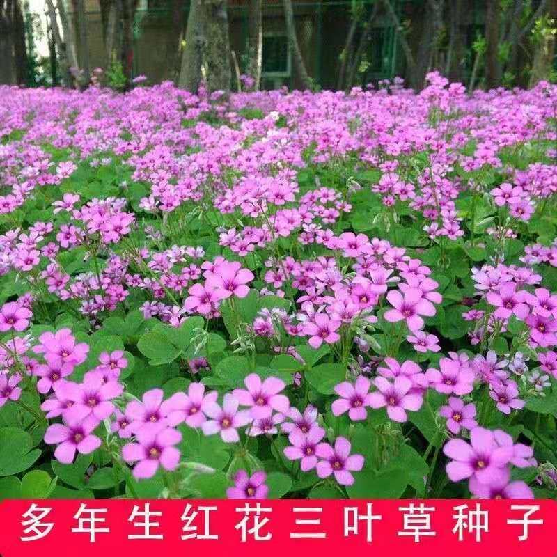 红三叶草籽，林下绿化四季草种籽果园绿肥牧草种子庭院草子种