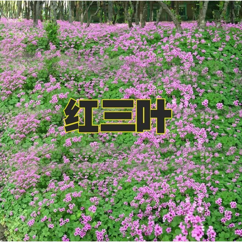 红三叶草籽，林下绿化四季草种籽果园绿肥牧草种子庭院草子种