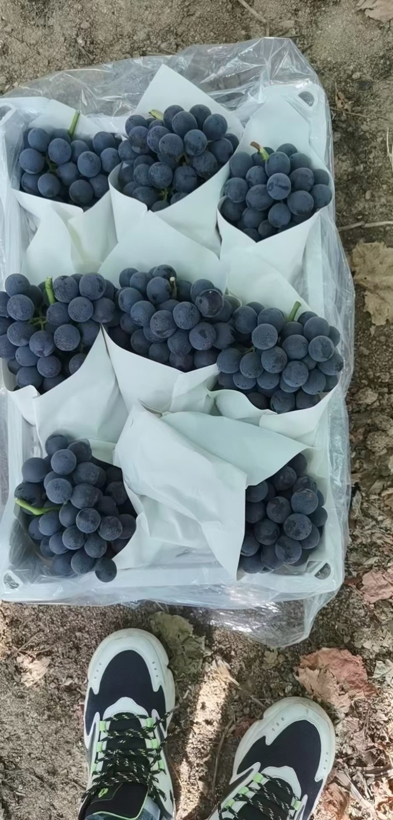 饶阳精品夏黑，口感嘎嘎甜产地直销。欢迎来电咨询