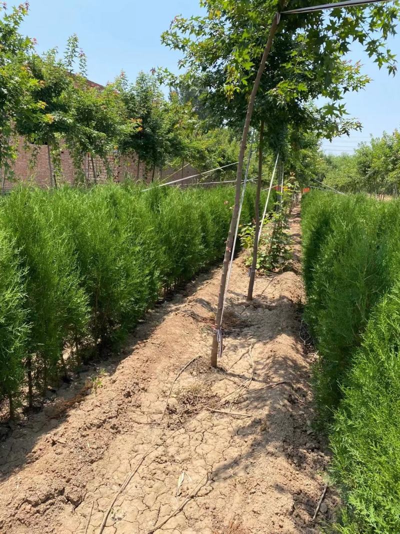 侧柏小苗0.15元，便宜处理，规格齐全，货有，大量供应