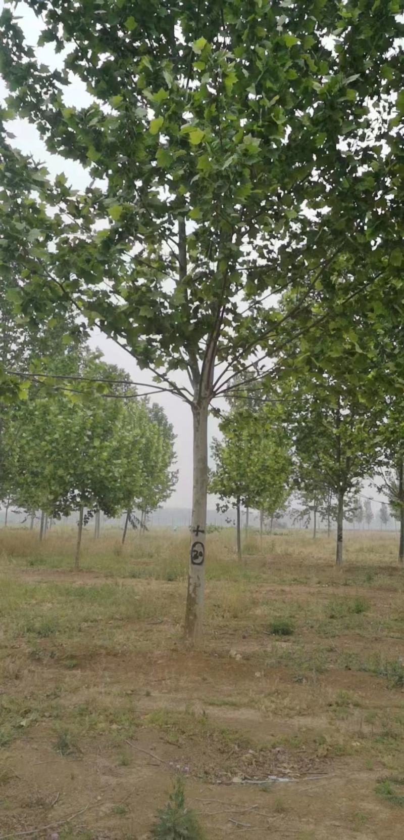 河南产地一手货源法桐10-18公分可线上看货