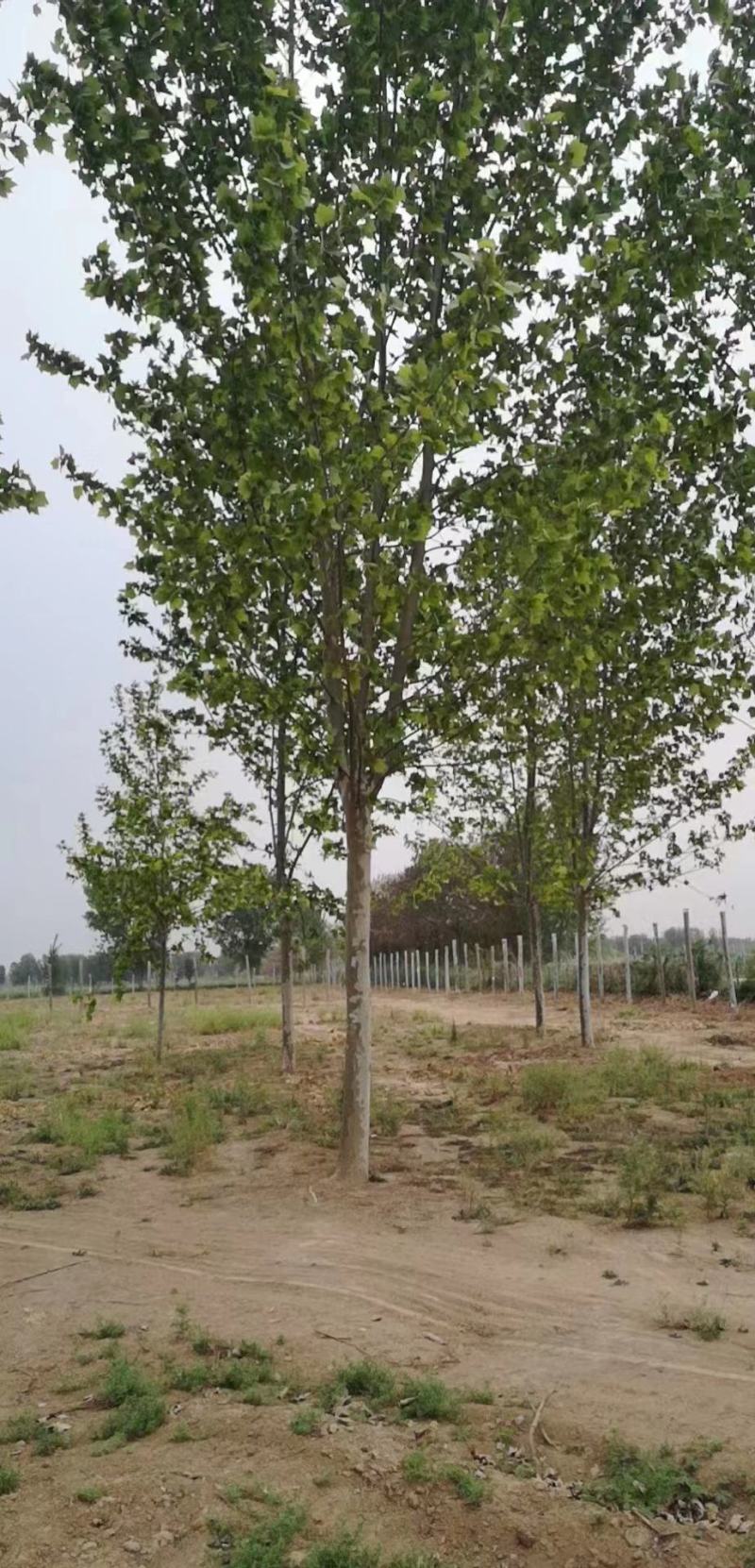 河南产地一手货源法桐10-18公分可线上看货