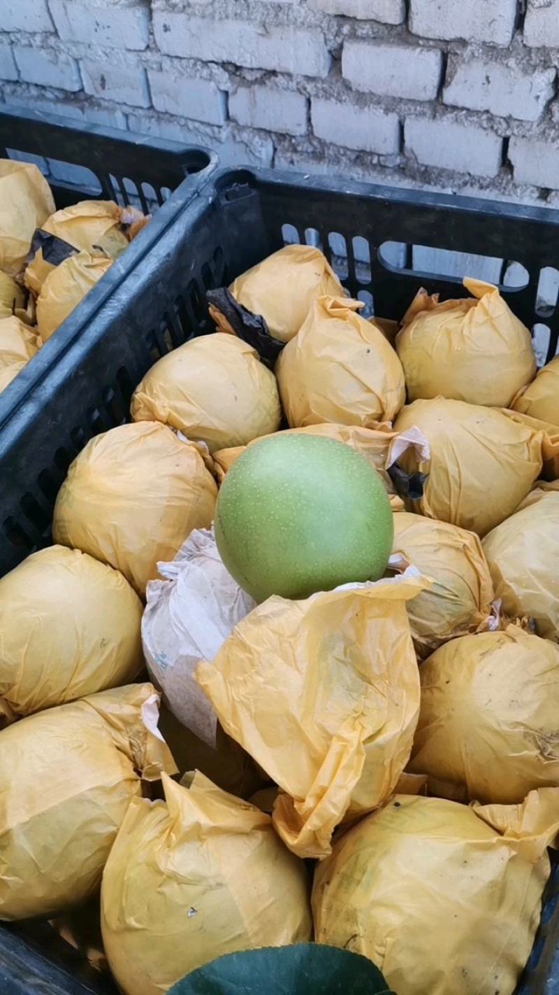 皇冠梨现在已陆续大量上市了，果面光滑肉质细腻，口感脆甜，