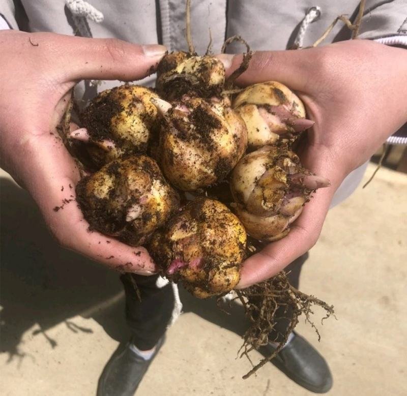 百合种球重瓣荷兰进口浓香型包成活包对版家庭园艺花卉精选
