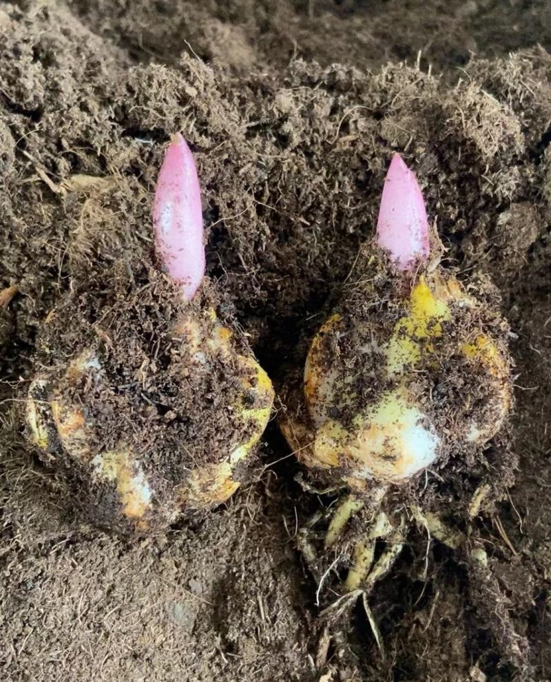 百合种球重瓣荷兰进口浓香型包成活包对版家庭园艺花卉精选