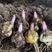 百合花种球荷兰进口浓香型包成活包对版家庭园艺花卉精选