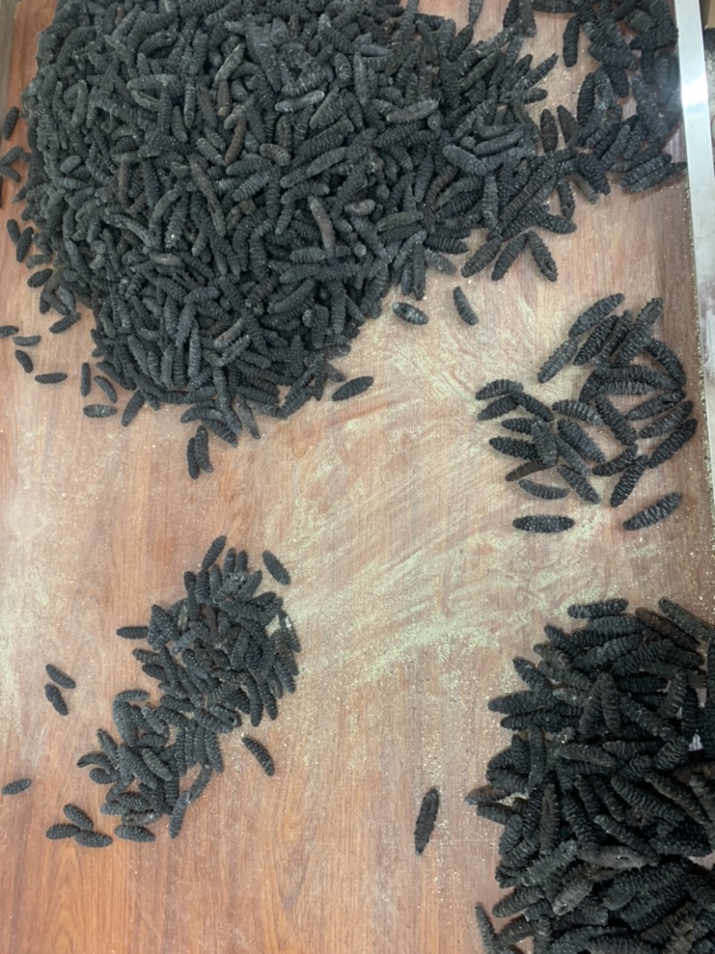 墨西哥纯淡干龙纹参礼盒推荐款刺漂亮淡干厚肉货