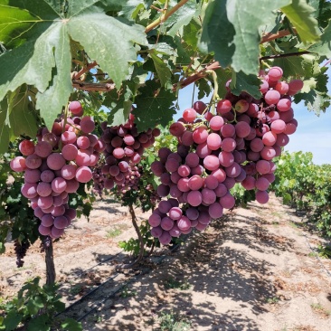 新疆红提葡萄夏黑葡萄