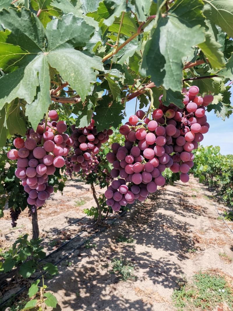 新疆红提葡萄夏黑葡萄