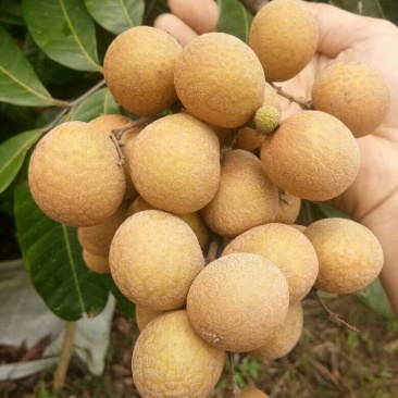 龙眼，石硖，储粮