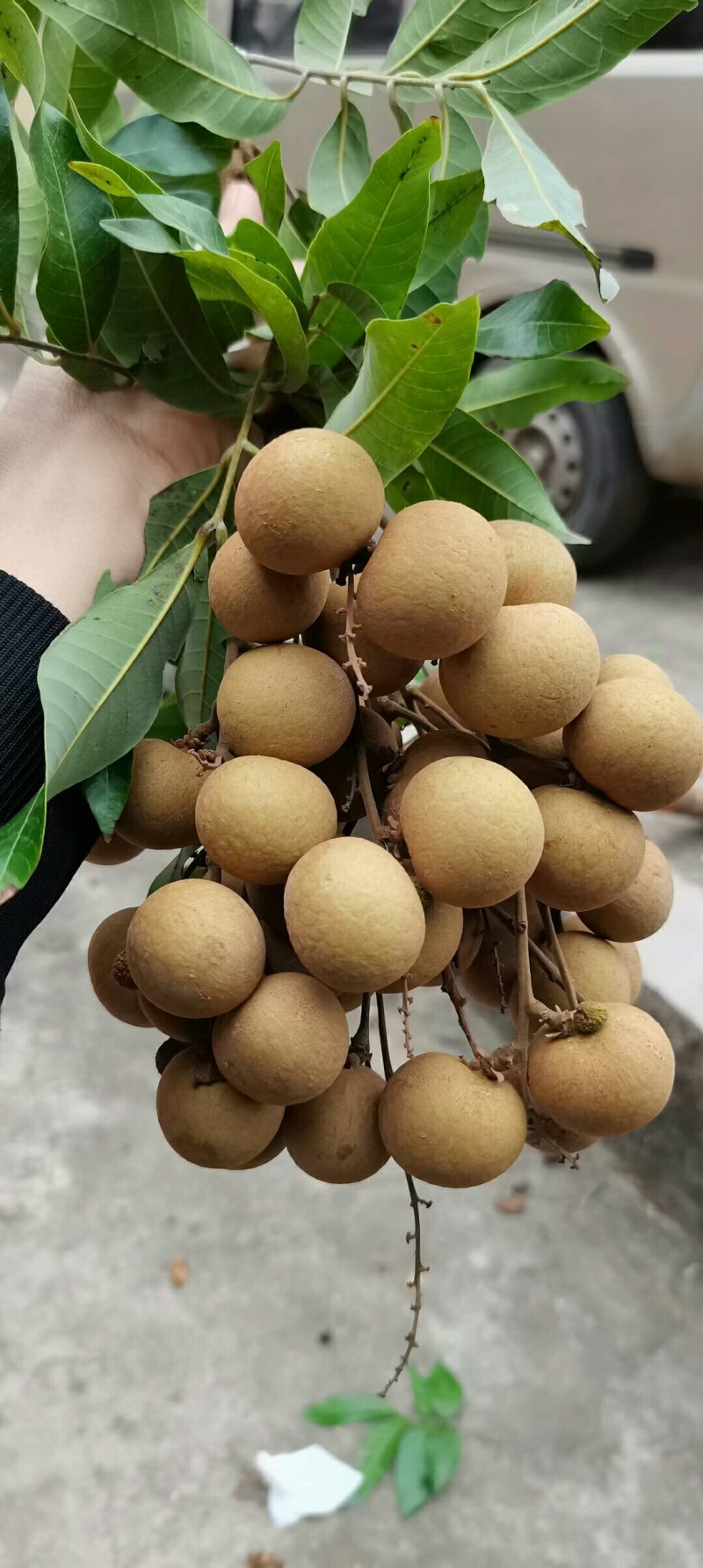 龙眼，石硖，储粮