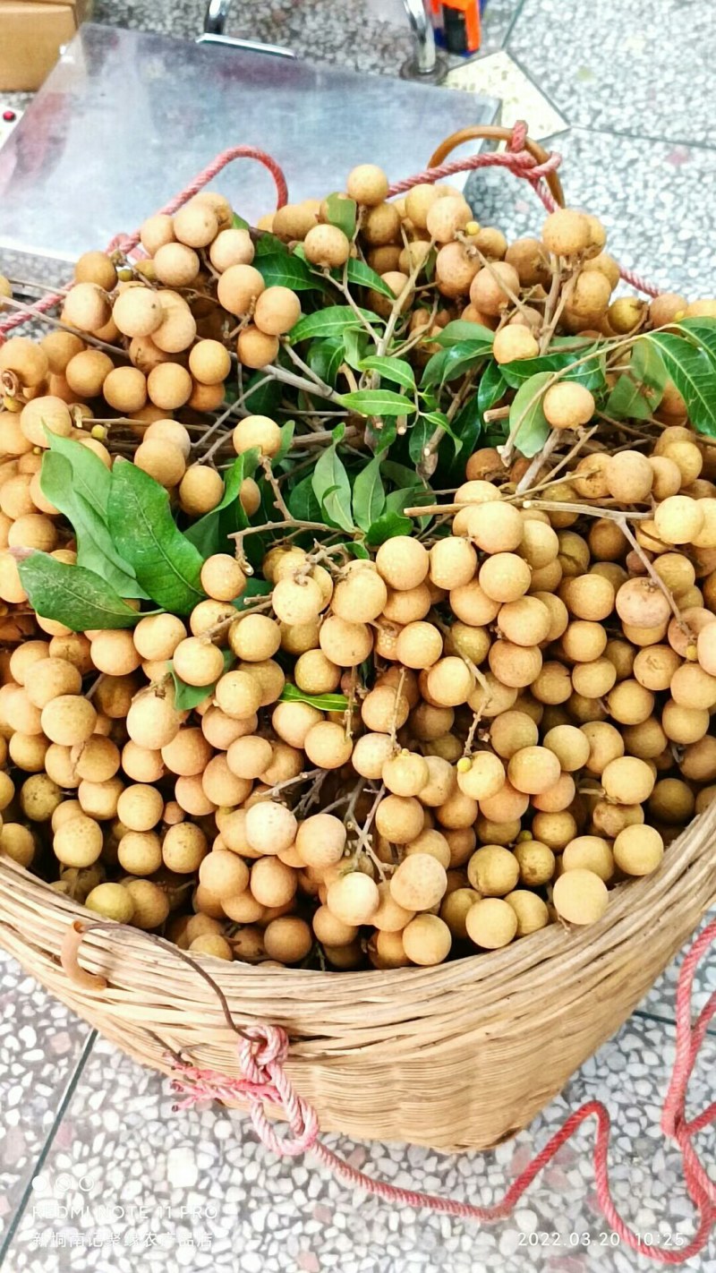 龙眼，石硖，储粮