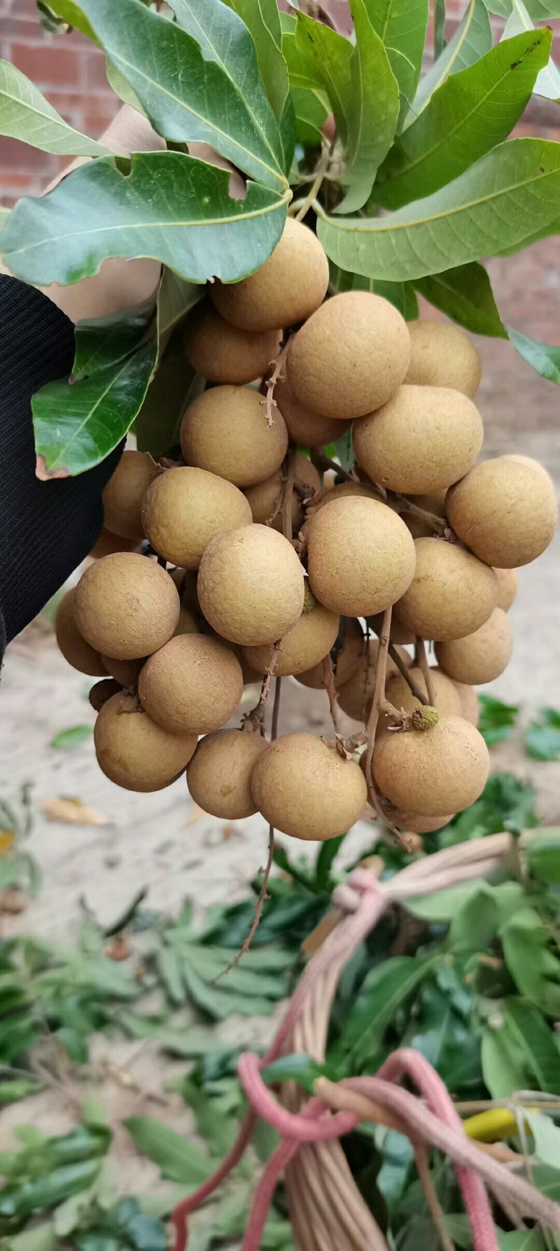 龙眼，石硖，储粮
