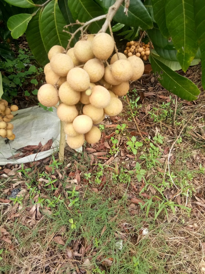 龙眼，石硖，储粮