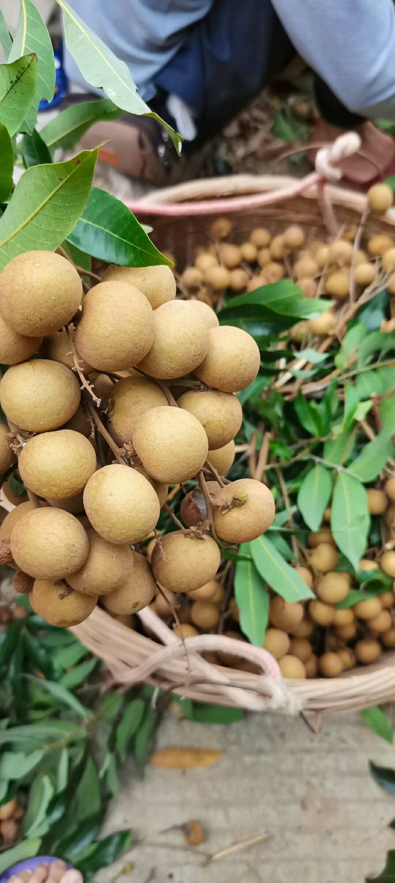 龙眼，石硖，储粮