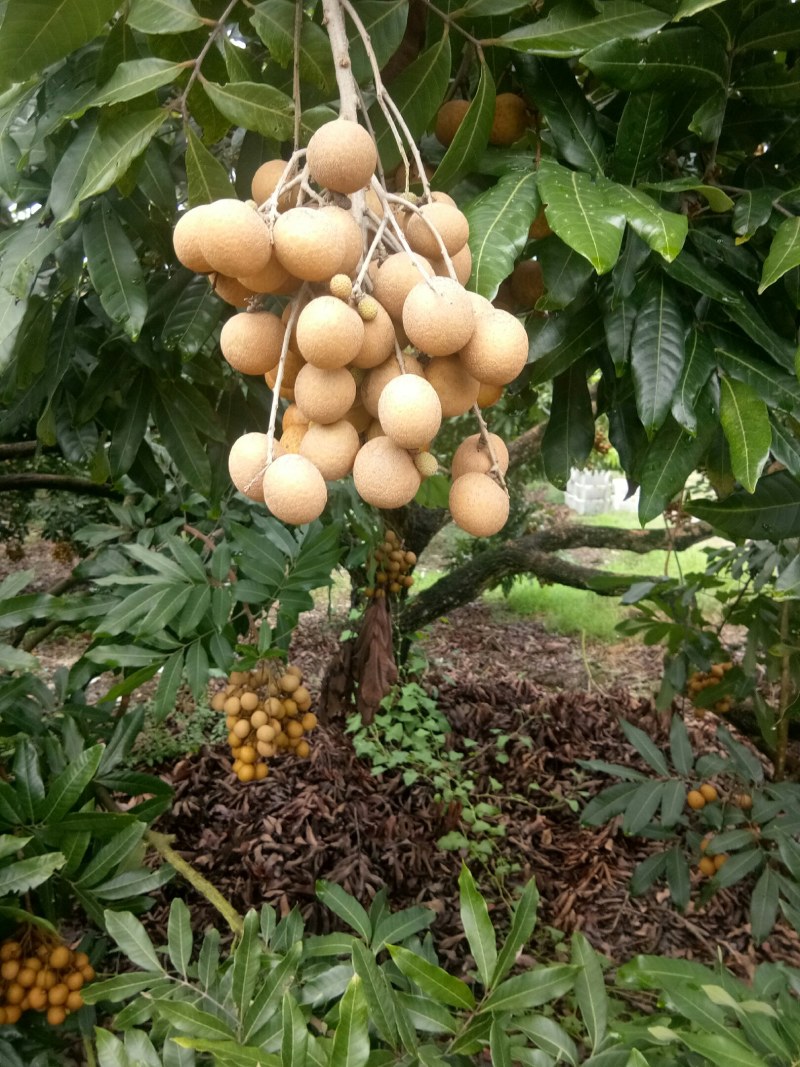 龙眼，石硖，储粮