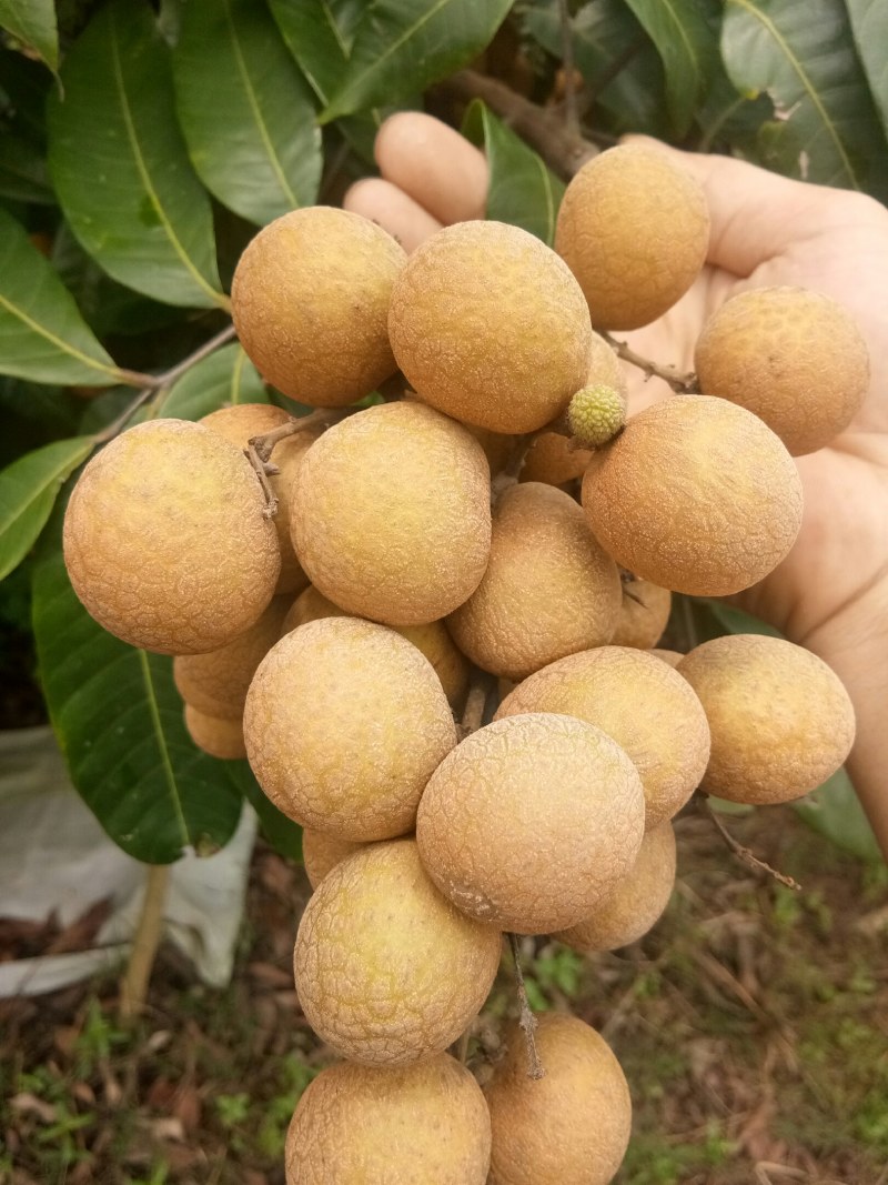 龙眼，石硖，储粮