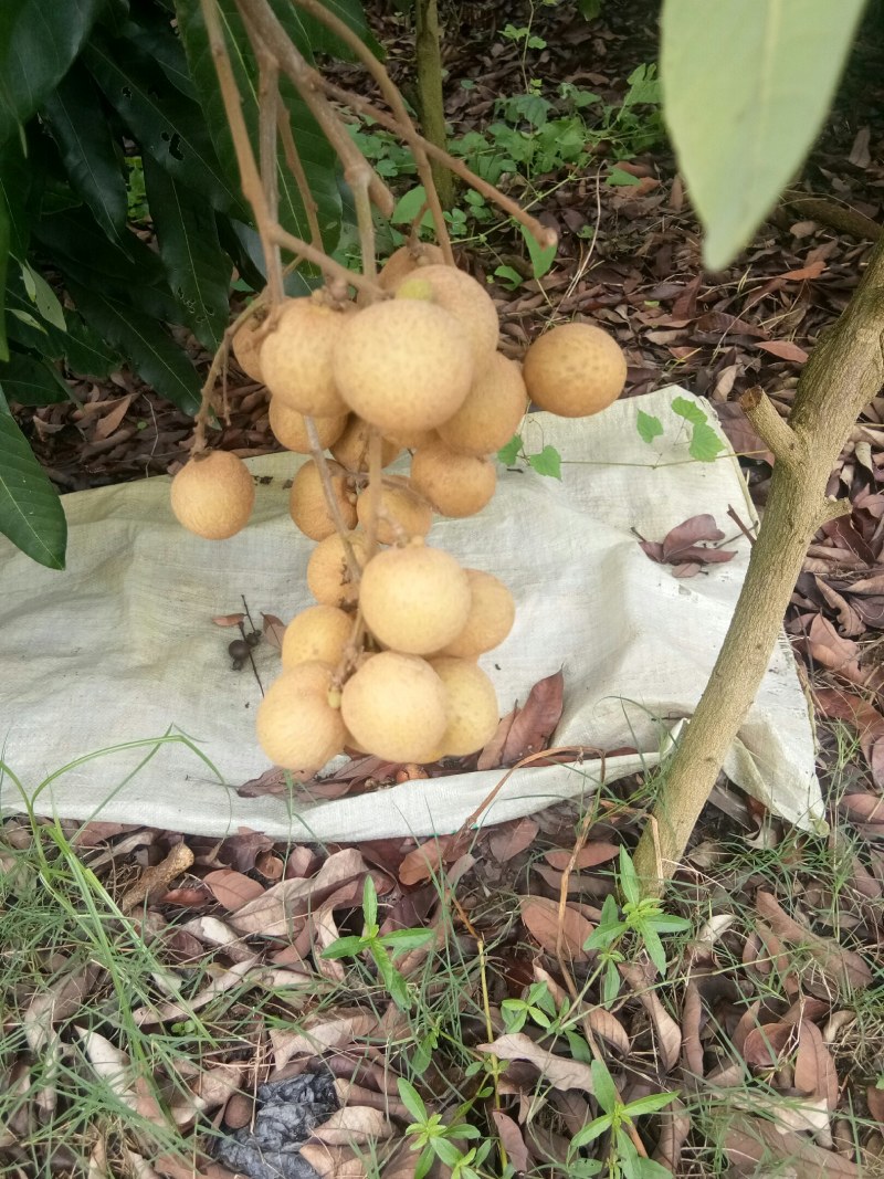 龙眼，石硖，储粮