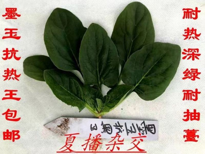 墨玉抗热菠菜种子进囗品种耐抽苔叶色深绿抗霜霉病能力