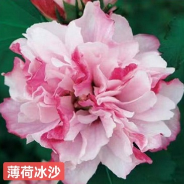 木槿