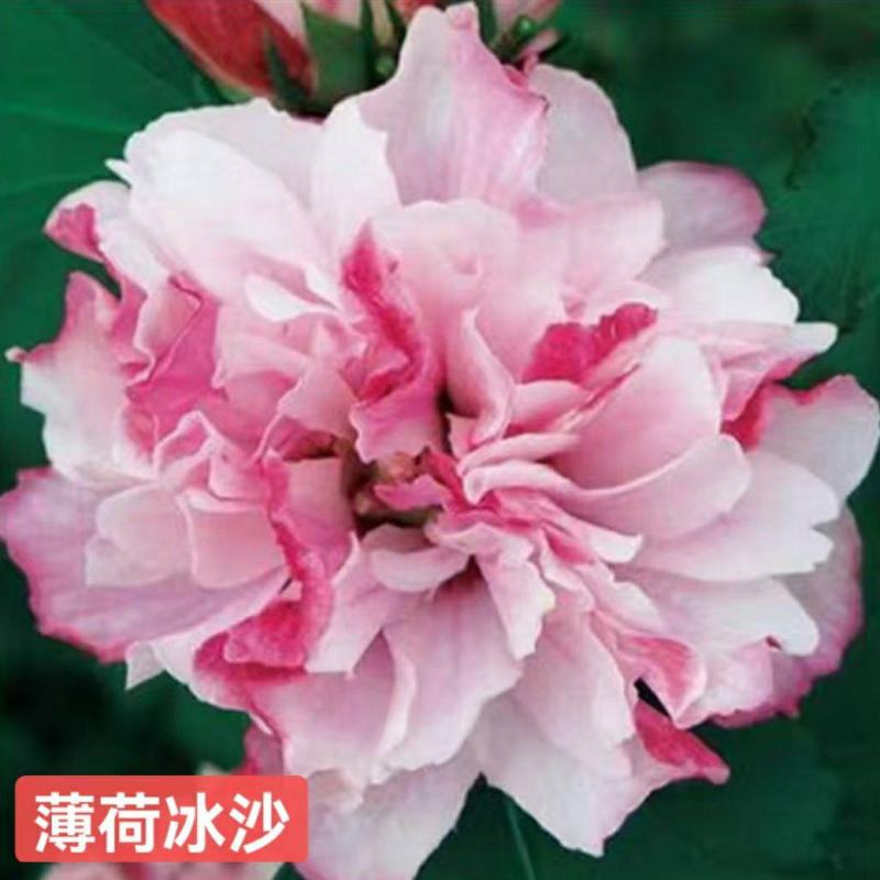 木槿
