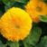 观赏向日葵种子食用葵花种子油葵种籽子高矮黄花海种子