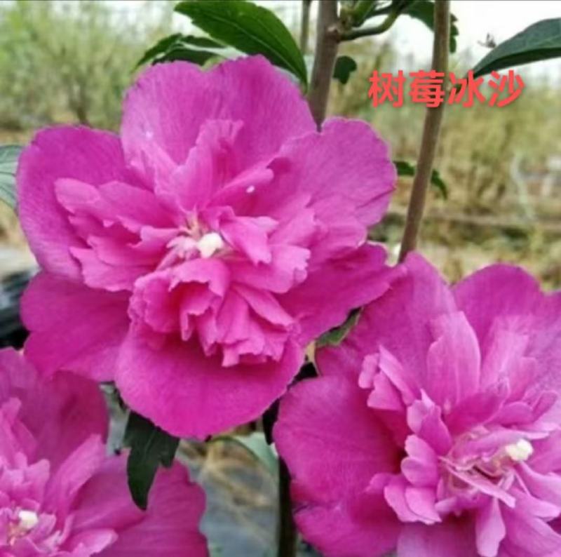 木槿