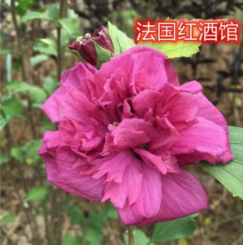 木槿