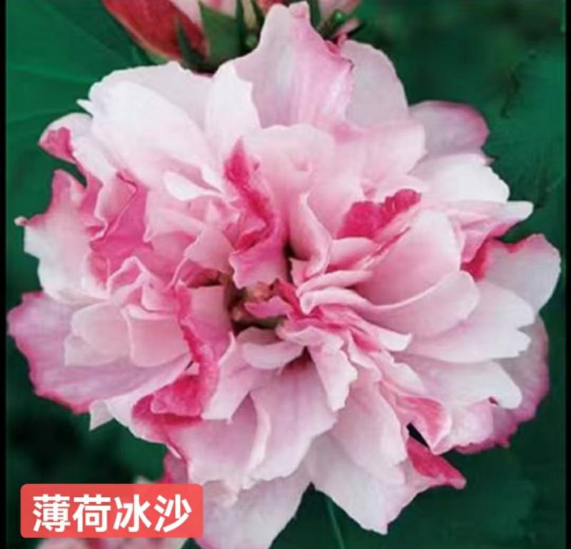 木槿
